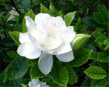20 SEEDS pure white GARDENIA fragrant flower exotic bush garden plant USA Seller Flowering Plants