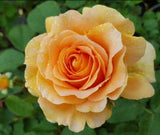 Honey Perfume Floribunda Rose Seeds - Pack 30 Seeds - Rose Flower Gardening Garden Plants