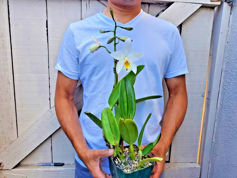 Orchid plant in pot with green leaves and white-yellow blooms on tall stem