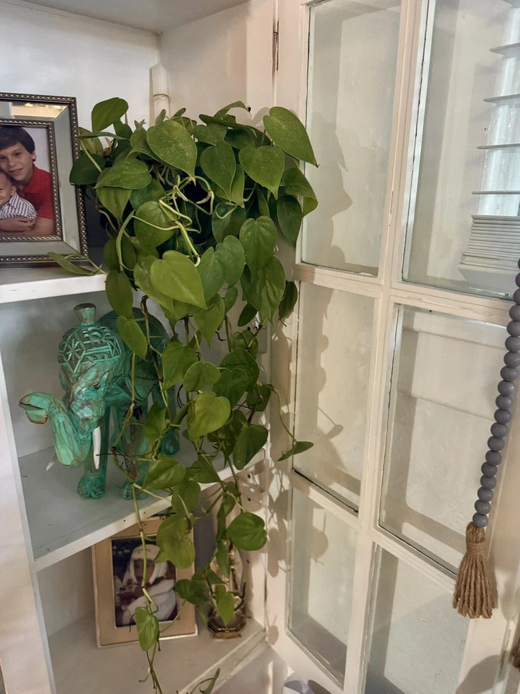 Trailing green pothos heart plant in a pot with long vining leaves