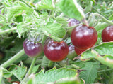 MPB#6 Blue Berries Tomato Seeds 100 Seeds Blueberries Tomato Garden Seeds Garden Plants