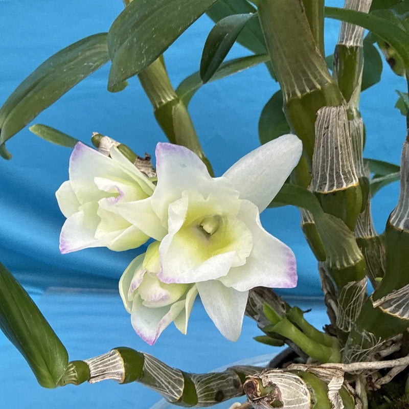 White orchid blooms on a green stem cluster