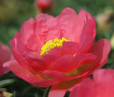 MOSS ROSE RED Portulaca Grandiflora - 1,250 Bulk Seeds Garden Plants