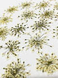 36 Pcs Queen Anne'S Lace Real Natural Dried Pressed Flowers for Resin Art Craft Dried Flower