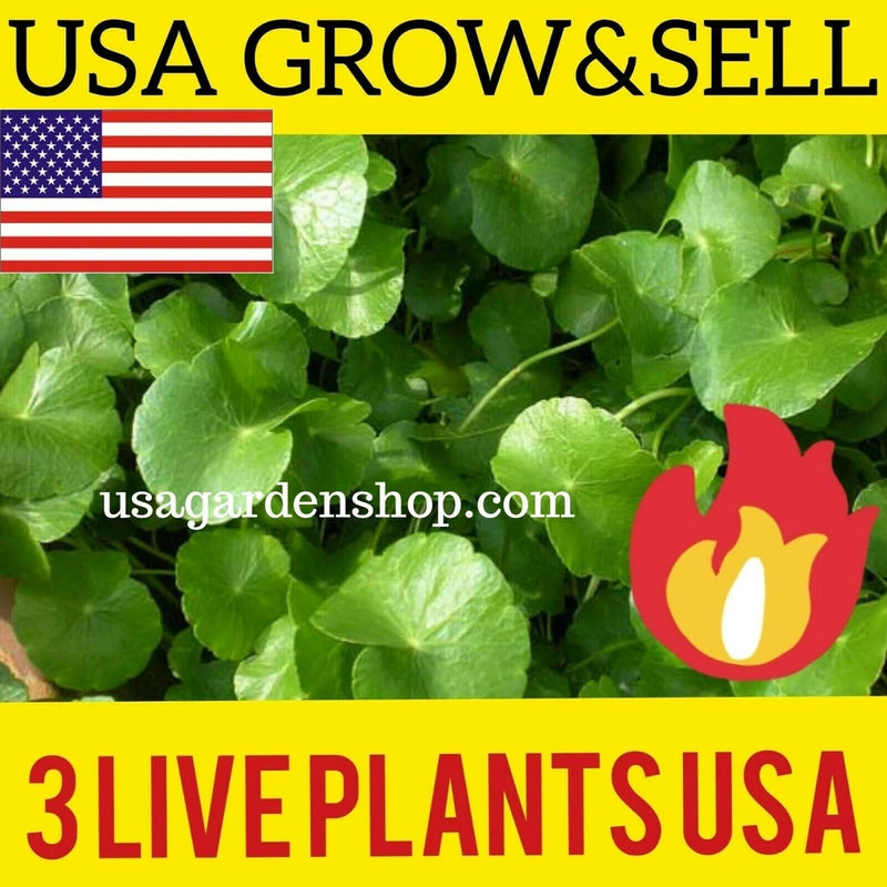 Gotu kola (pennywort) plant with lush green leaves