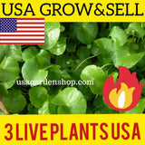 Pennywort Rau M‡ Gotu Kola Centella Asiatica Ji Xue Cao Bua BoK herbal 3x Plants Orchids