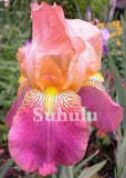 20 SEEDS for Fuchsia Pink IRIS rare flower exotic bloom garden plant USA Seller Garden Plants