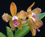 BEAUTIFUL RARE CATTLEYA PORPHYROGLOSSA FRAGRANT ORCHID SPECIES Orchids