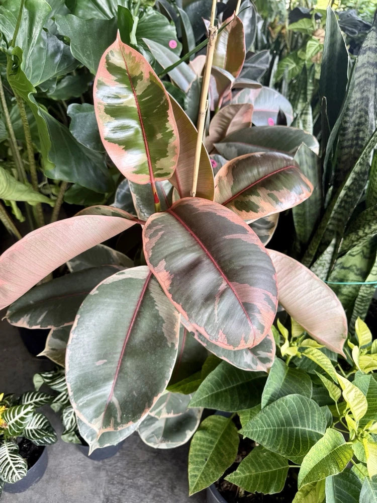 Variegated rubber plant with dark green leaves and pink-and-cream striping