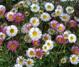ERIGERON PROFUSION Erigeron Karvinskianus - 250 Bulk Seeds Flowering Plants