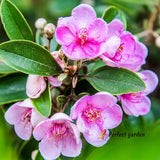 50 Seeds Rhodomyrtus Tomentosa Rose Myrtle  Evergreen Shrub Flowering Plants Flowering Plants
