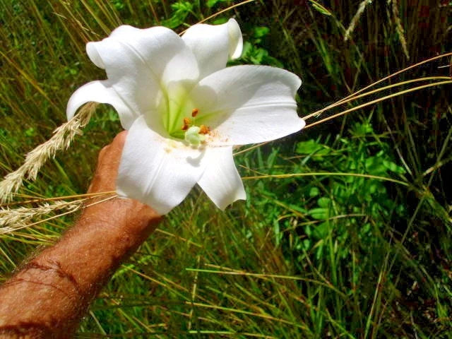 25 WHITE FORMOSA LILY SEEDS -  Lilium formosanum - giant 6 - 7 foot tall Flowering Plants