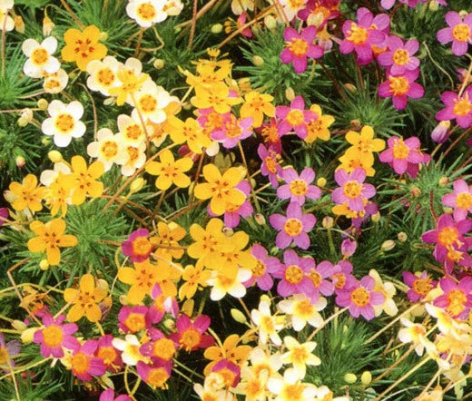 LEPTOSIPHONE FRENCH HYBRIDS MIX Leptosiphon Hybrid - 1,000 Bulk Seeds Flowering Plants
