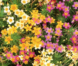 LEPTOSIPHONE FRENCH HYBRIDS MIX Leptosiphon Hybrid - 1,000 Bulk Seeds Flowering Plants