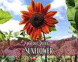 125+ Velvet Sunflower Seeds, Rare Flower Gardening Plant Seed Packet, Non-GMO Sunflower