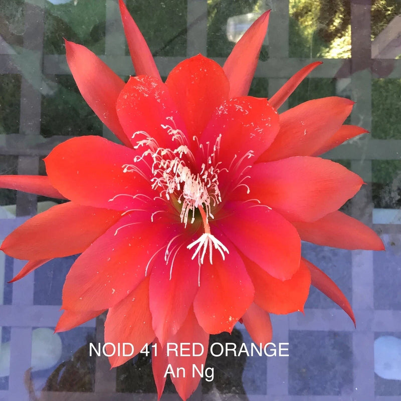 1 epiphyllum cutting RED 41 Orchids
