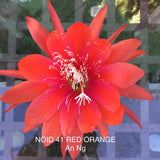 1 epiphyllum cutting RED 41 Orchids
