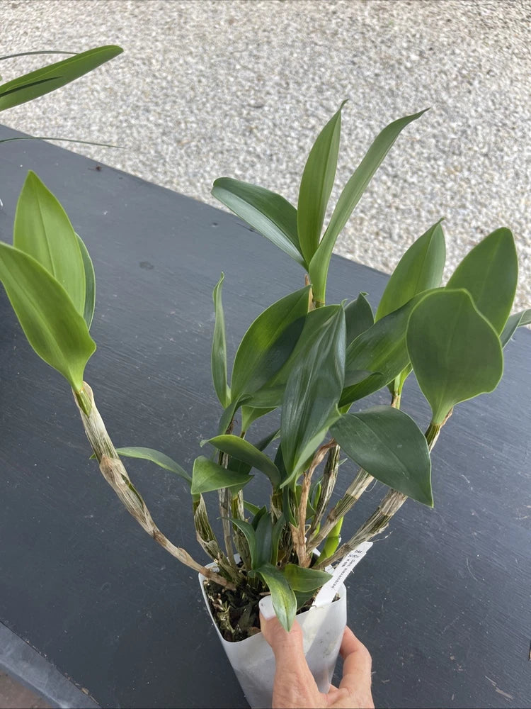 Orchid live Dendrobium Alexandrae x sib - bare root Orchids