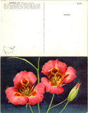 Postcard featuring red flower illustration with lily-like blooms and green stems