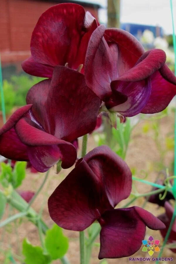 50+ Monty Don Sweet Pea Seeds for Garden Planting - USA - FREE SHIPPING! Garden Plants