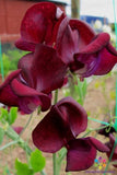 50+ Monty Don Sweet Pea Seeds for Garden Planting - USA - FREE SHIPPING! Garden Plants