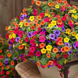 500+ Petunia Seeds - Mixed Rainbow Colors | Grandiflora Flowers | Bonsai Petunia Flowering Plants