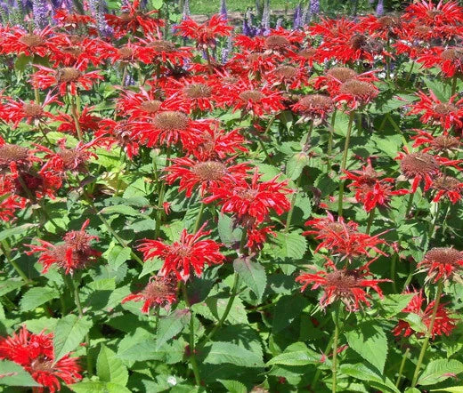 BEE BALM SCARLET RED SHADES Monarda Didyma - 125 Bulk Seeds Garden Plants