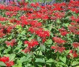 BEE BALM SCARLET RED SHADES Monarda Didyma - 125 Bulk Seeds Garden Plants