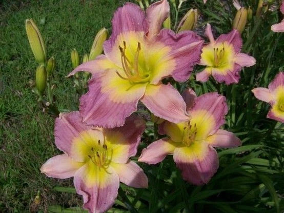 Pink and yellow daylily flowers with green foliage