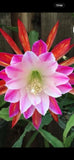 Over The Top epiphyllum cutting Orchids