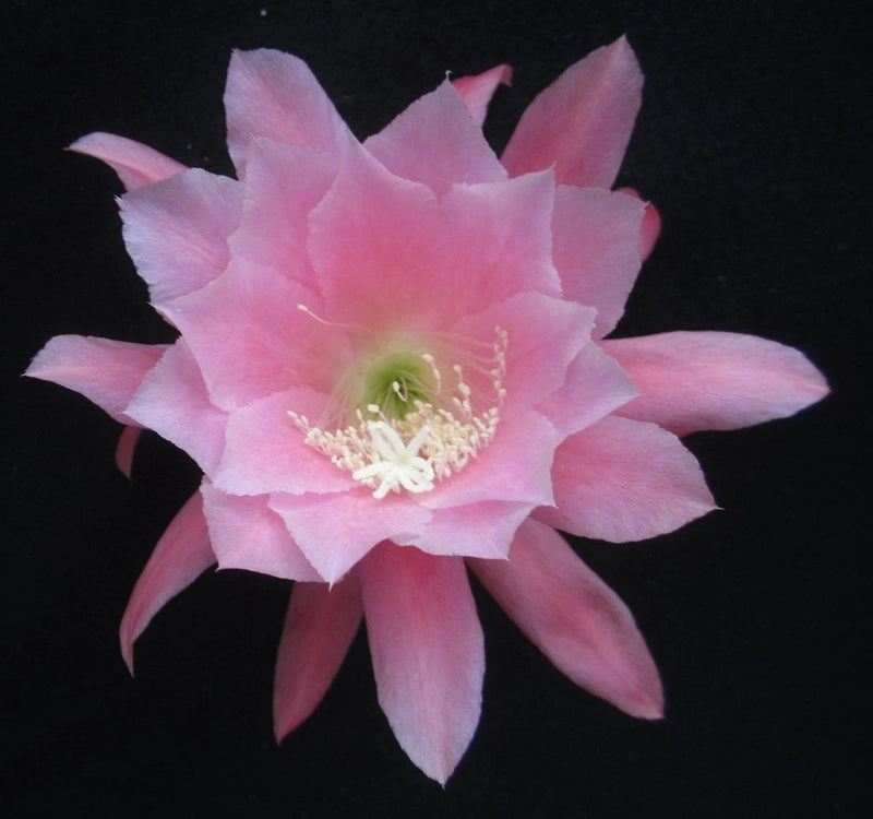 Pink orchid cactus bloom with layered petals and pale green center