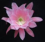 Epiphyllum, Orchid Cactus, " CASHMERE PINK " ,  Don's Quart pots MAR/3 Orchids