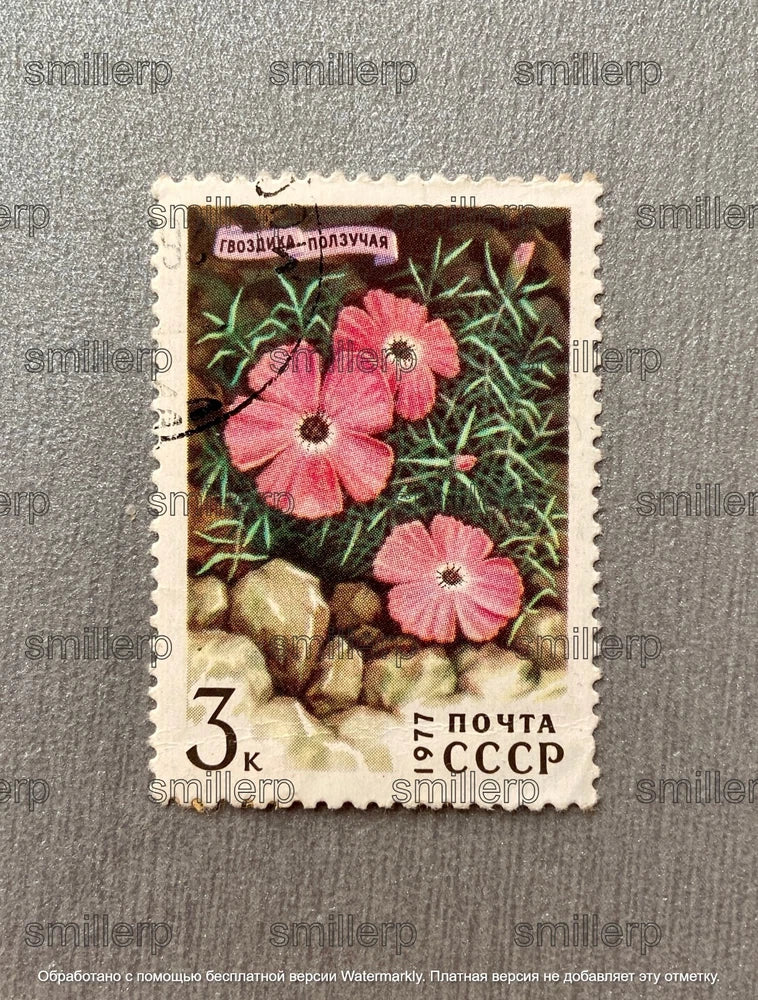 Postage stamp USSR 1977 Creeping carnation RARE VINTAGE Carnation