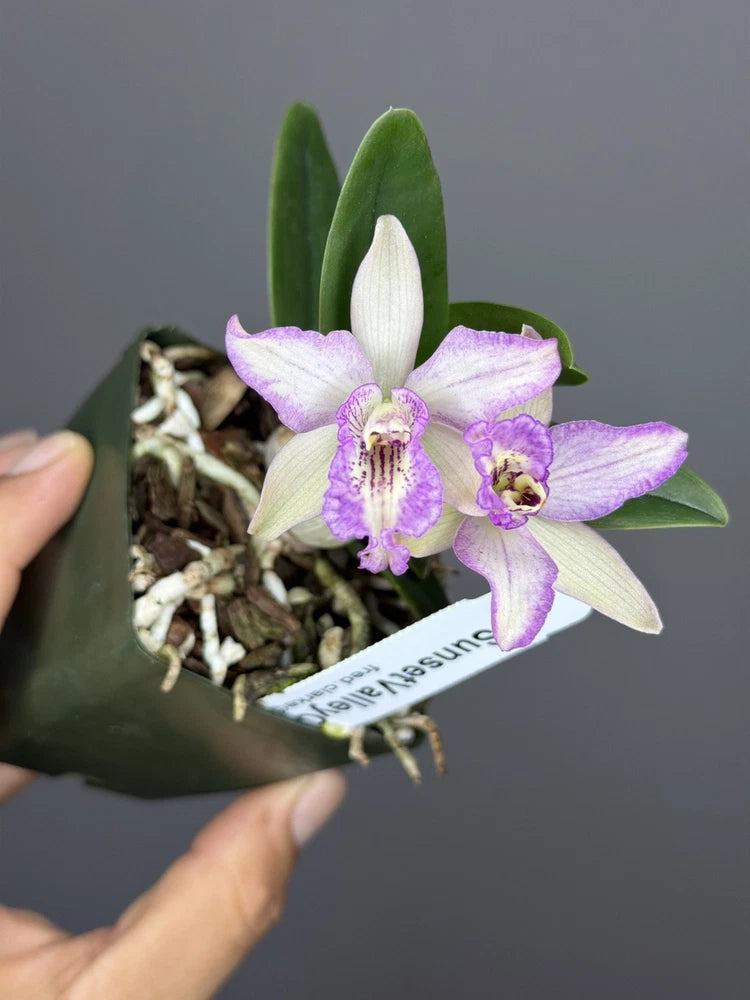 Purple and white orchid in small pot with green leaves and stems