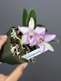 Purple and white orchid in small pot with green leaves and stems