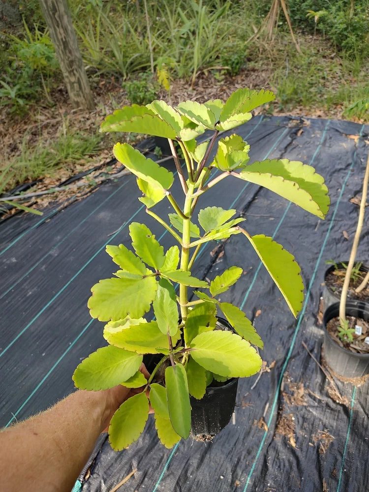 Leaf Of Life, Kalanchoe pinnata (One Gallon Pot). Green Plant
