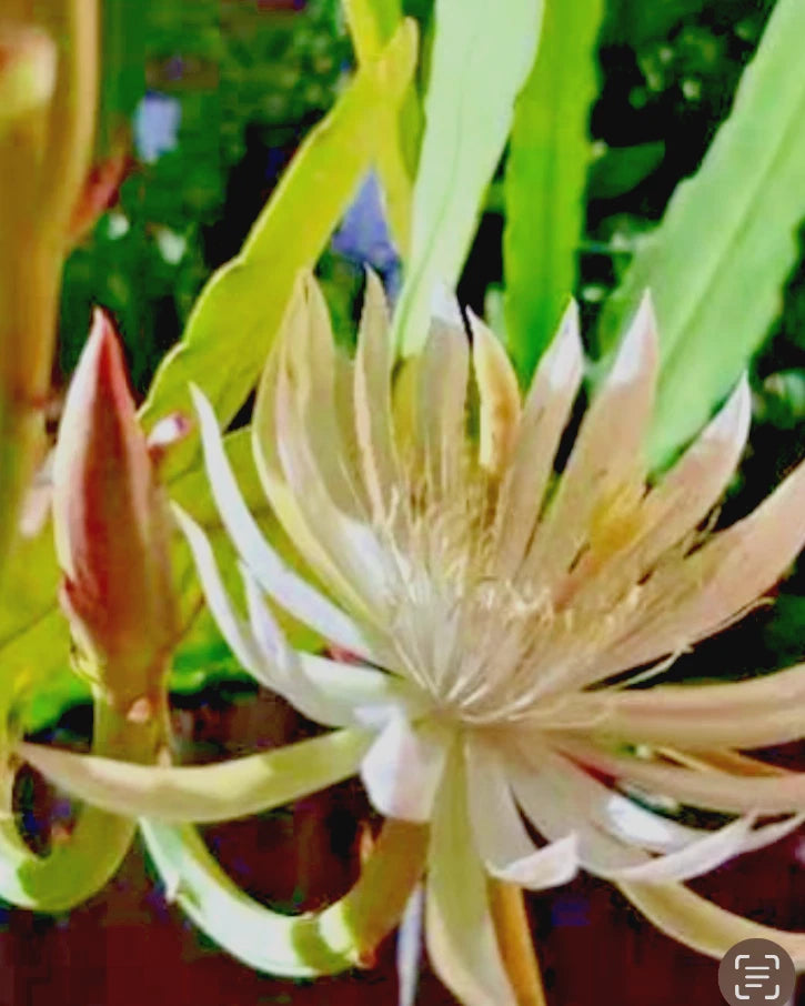 White cactus bloom with layered petals and green stems