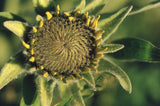 35 MM Color Slides Pro Photo  Flower Floral Nature Sunflower Close Up 1995 #23 Sunflower