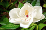 10 SOUTHERN MAGNOLIA TREE 12" White Flowers Native Grandiflora Bull Bay Seeds Lily