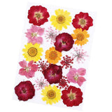 Dried Pressed Flowers Dry Flowers for Card Making Nail Art Makeup Art Crafts Dried Flower