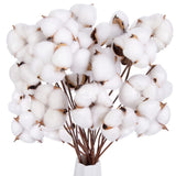 30PCS Natural Cotton Stems Dried Floral Decor for Home and Wedding Centerpieces Dried Flower