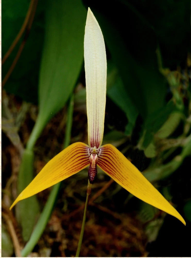 Bulbophyllum quadrangulare orchid flower with yellow petals and reddish center