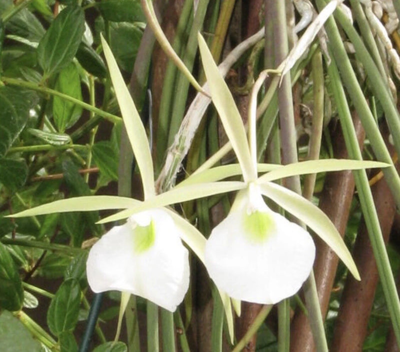 Mounted orchid with two pale white, star-shaped flowers and long narrow green leaves