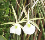 Brassavola flagellaris Fragrant species Mounted Orchids