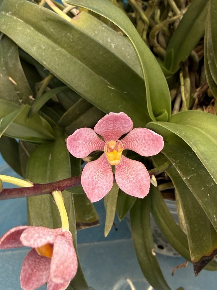 Pink orchid with yellow center and broad green leaves