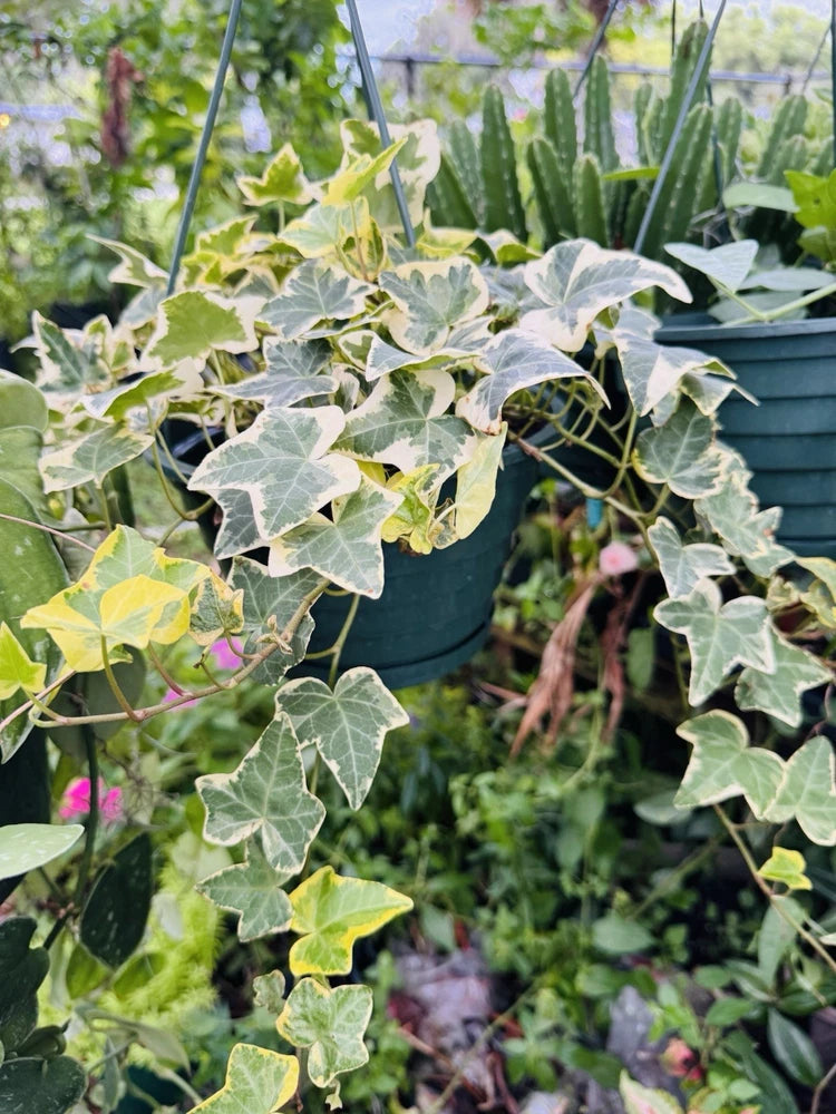 Variegated English ivy plant in a hanging basket, trailing green and white leaves