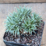 D6731 ABROMEITIELLA CHLORANTHA pot7-H6-W8 cm MaMa Cactus Green Plant