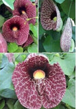 DutchmanÕs Pipe~Aristolochia Vine~~SMALL Rooted Starter Plant Garden Plants