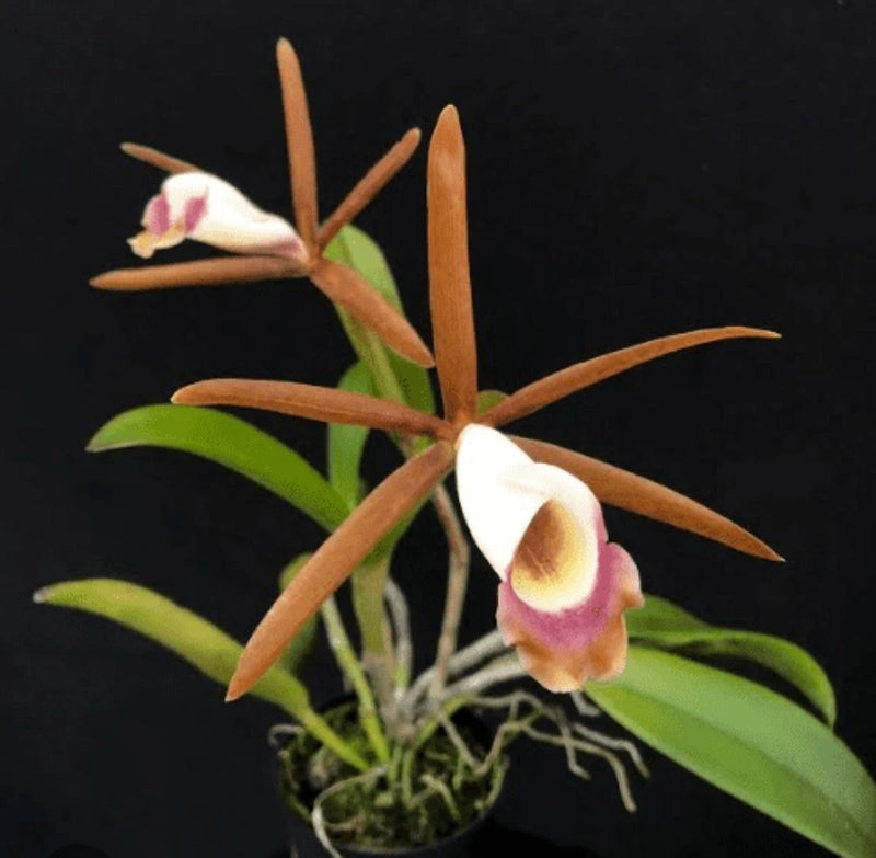 Fragrant orchid species with orange stems, small pink-and-white blooms in a glass pot