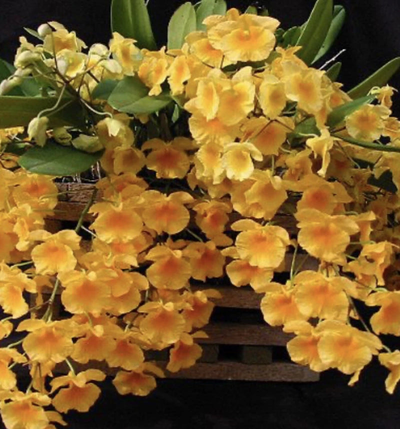 Mounted orchid plant with clusters of yellow flowers and green leaves